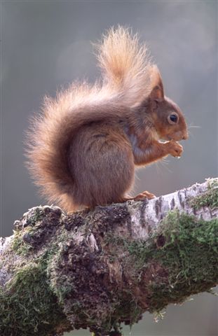 healthy red squirell (image supplied courtesy of Jim Wilson)